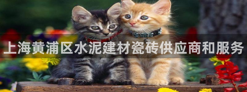 杏鑫平台代理怎么样啊